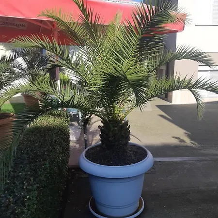 Pensionat Ros 3*