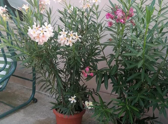 Ros 게스트하우스 스빌렌그라드