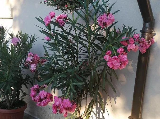 게스트하우스 Ros 3*