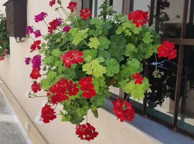 Ros 게스트하우스 스빌렌그라드