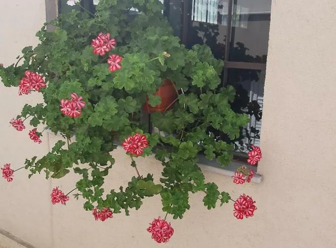 게스트하우스 Ros 3*