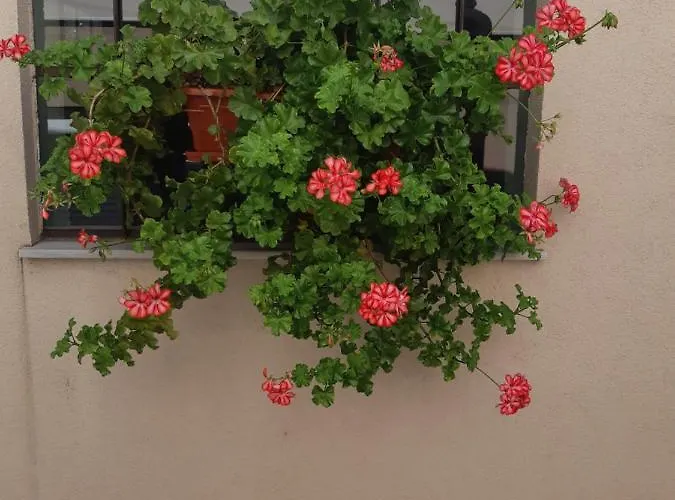 게스트하우스 Ros 3*