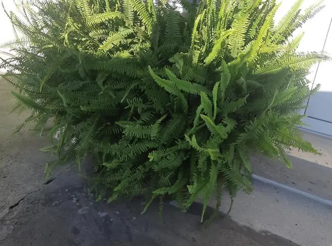 게스트하우스 Ros 스빌렌그라드